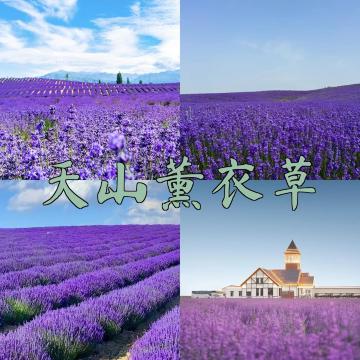 天山ラベンダー、紫の夢のベビーシッター級攻略 | Trip.com 伊寧県