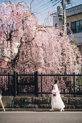 Looking forward to Tokyo's cherry blossom season, with locations and shooting dates included