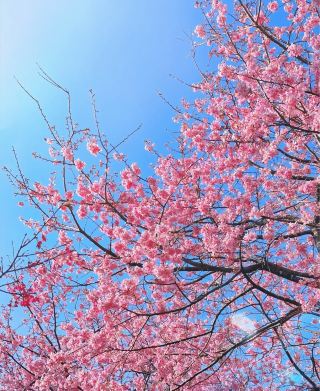 台品桜茶園｜満開の桜を逃しても、茶の緑と残る遅咲き桜に癒される秘境