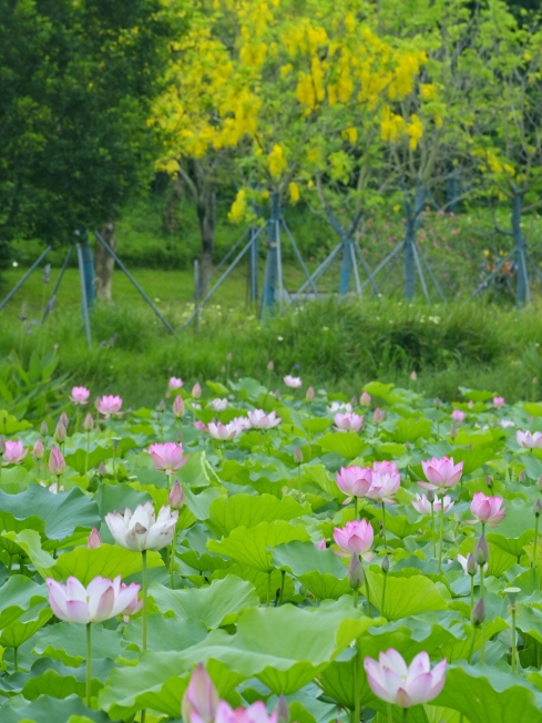 深圳の蓮の花が先に開花｜龍崗河湿地公園・2026年最新蓮見ガイド