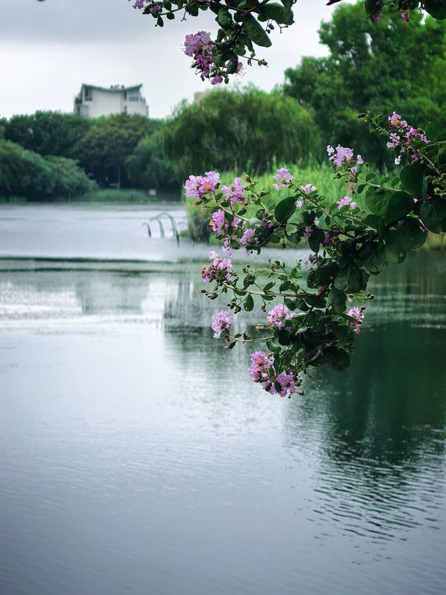 上海青浦夏陽湖畔|紫薇花開的夏日詩篇