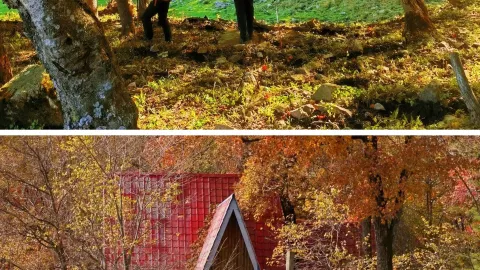Everyone's asking! Changbai Mountain's hidden autumn fairytale valley really is the ultimate spot — traveler post in Yanbian