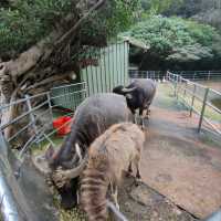 媲美動物園的台灣山豬城