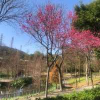 長庚養生文化村（有隱藏版櫻花木棧道八重櫻）