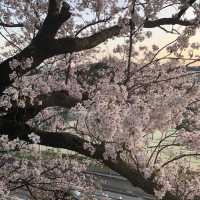 【小丸山城趾公園】