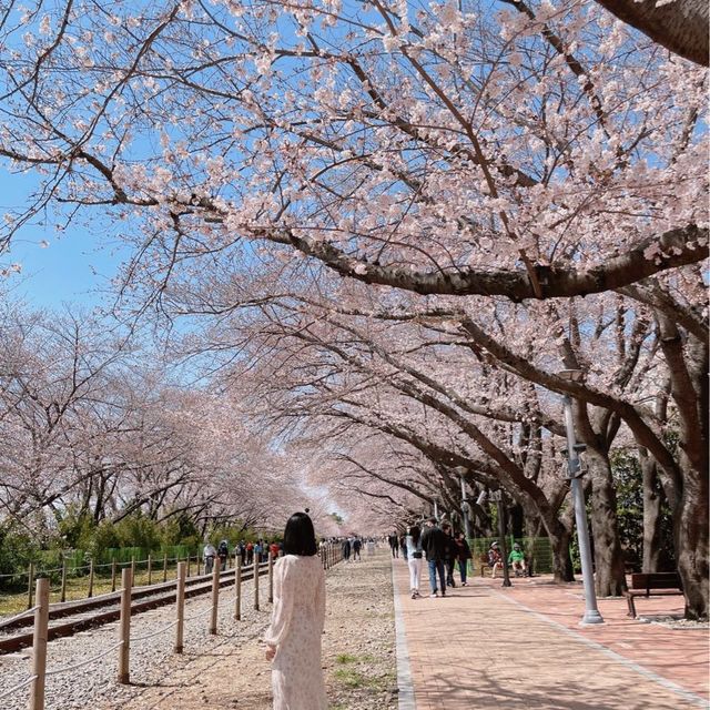 지금 창원에 가야되는 이유🌸💓