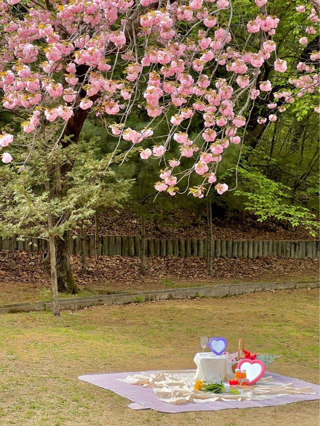 지금 서울에서 가장 예쁜 겹벚꽃 피크닉 스팟🌸