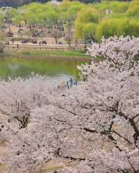 봄꽃 가득해 인기만점인 북서울꿈의숲🌱🌺🪻