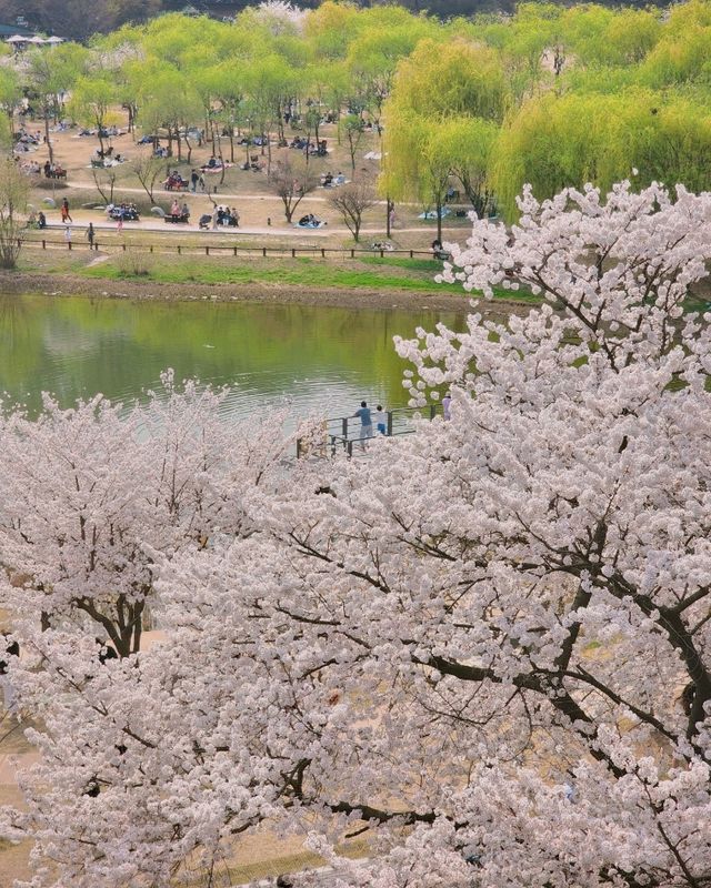 봄꽃 가득해 인기만점인 북서울꿈의숲🌱🌺🪻