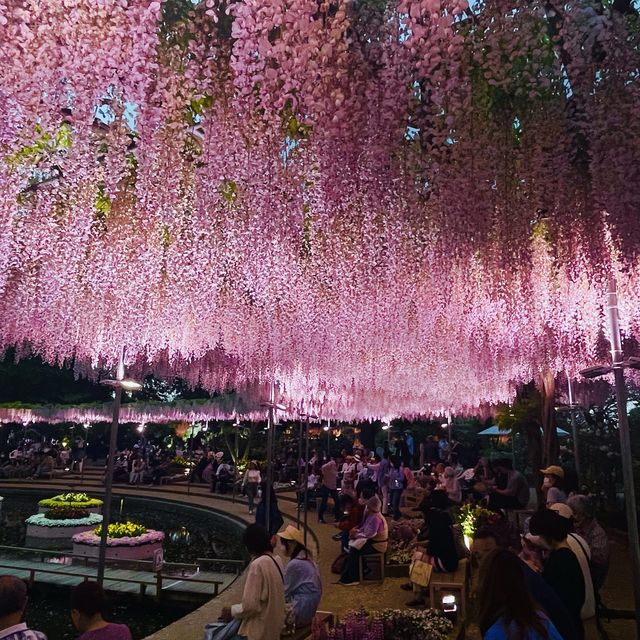 【栃木県/あしかがフラワーパーク】