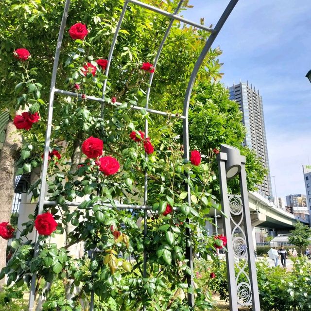 【大阪 中之島】満開のバラ園✨