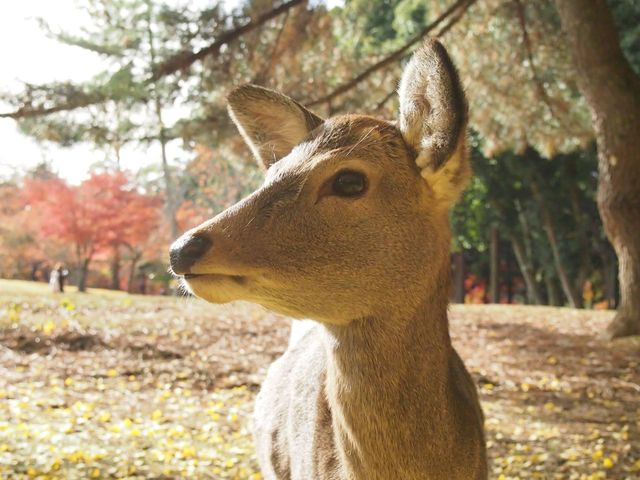 黃色的秋葉🍂 東大寺