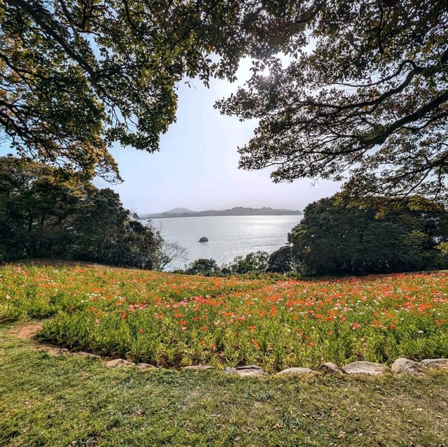 Spring Unveiled: Nokonoshima Island Park Wonders