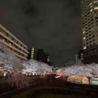 超美的目黑川夜櫻 