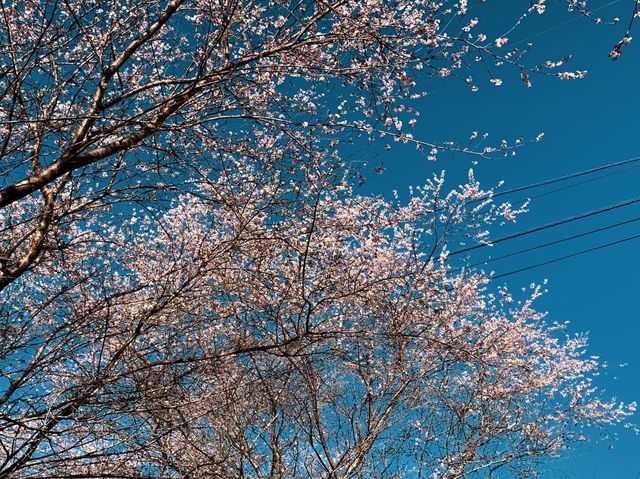 เที่ยว OBARA ชมซากุระพร้อมใบไม้เปลี่ยนสี🌸🍁