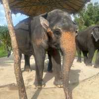 The best day of your life with Elephants 🐘🌿