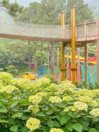 진주 월아산 숲속의 숨은 수국 스팟🍃💜🩵
