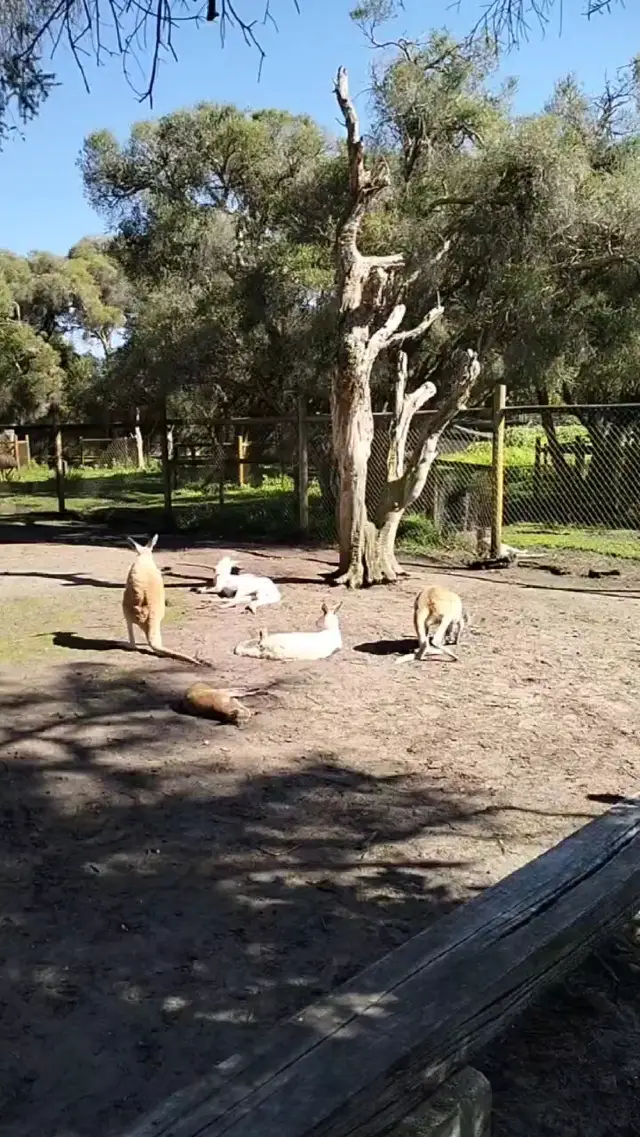 Hop! Hop! and away to see kangaroos 🦘