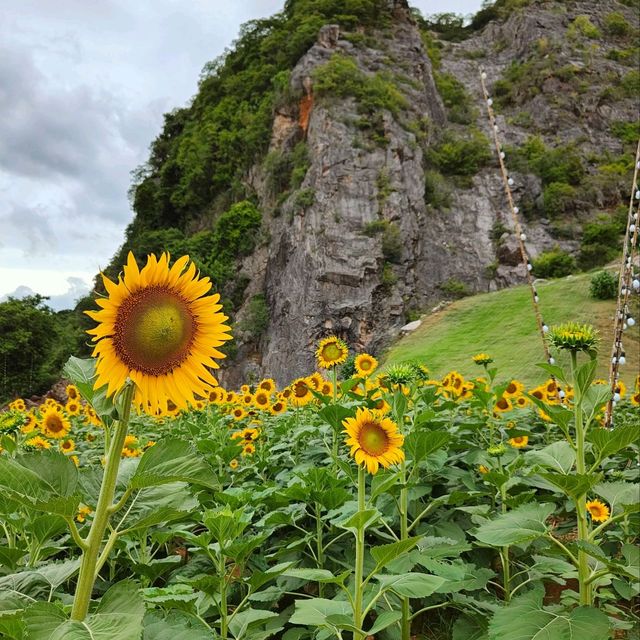 sunflowers in phatthalung👍🏻