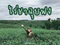 พาเที่ยว ไร่ชาฉุยฟง จิบชา ชมวิว ณ เชียงราย