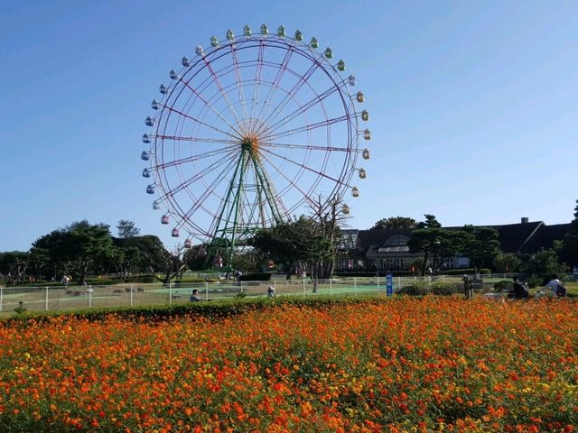 Beautiful autumn flower bed, Hitachi Seaside Park