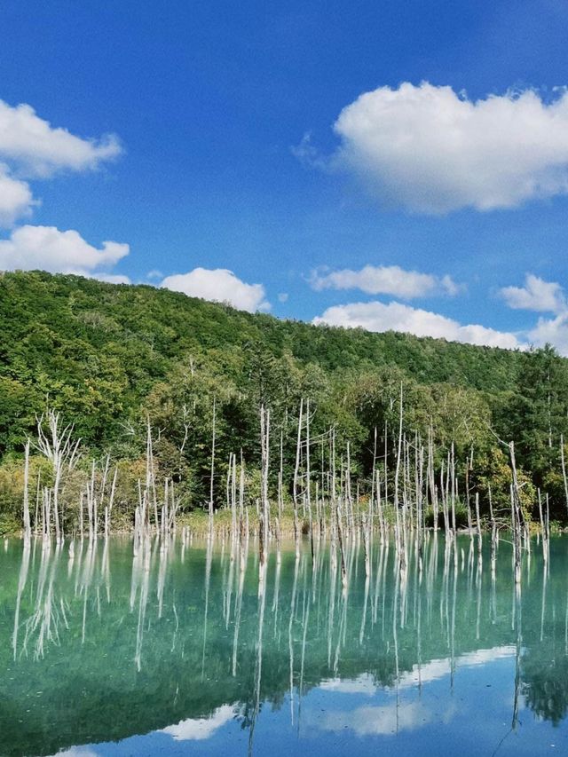 【美瑛】アイスブルーの美しい&不思議な池🫣💎💙🪞【北海道】