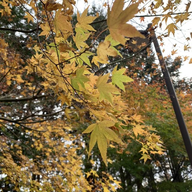 新晉網紅景點「新倉山淺間公園」