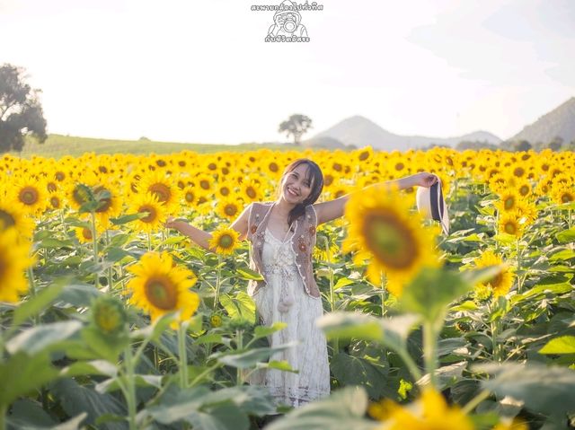 🌻ทุ่งทานตะวัน🌻@ไร่มณีศร