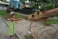 Camel Republic สวนอูฐ ชะอำ