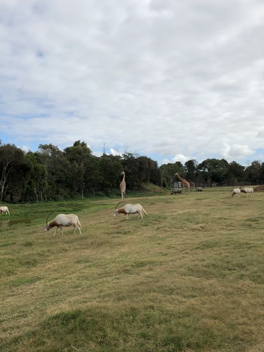 ウェロビー自然動物園／メルボルン
