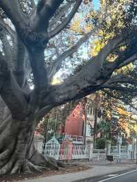 Moreton Bay Fig || Ficus Macrophylla📸