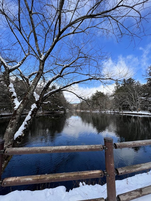 東京近郊🍀冬日輕井澤絕美打卡靚景—雲場池