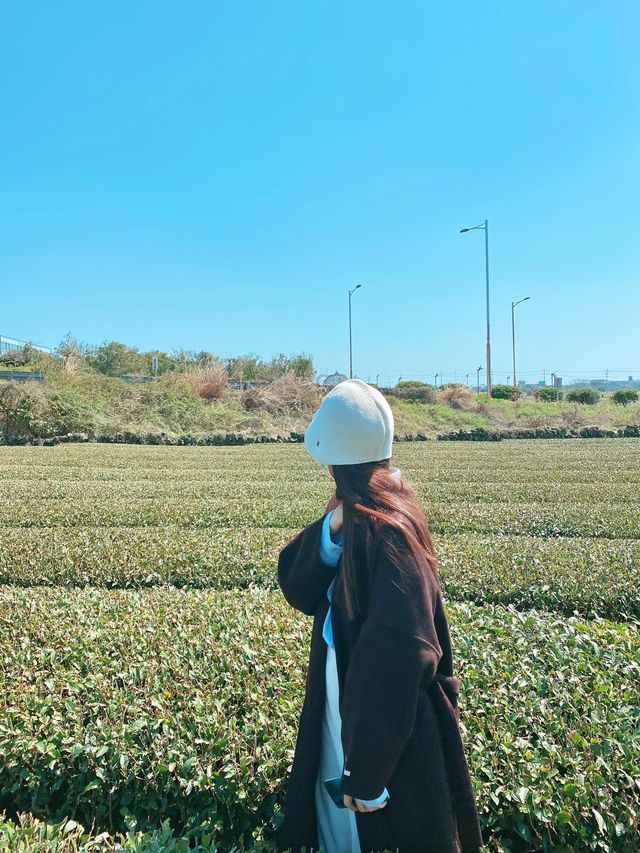 제주의 봄꽃 명소 3곳✨보롬왓, 녹산로, 오설록