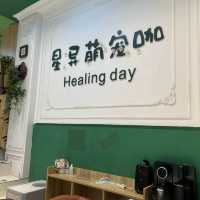 深圳可愛寵物咖❤️❤️❤️❤️