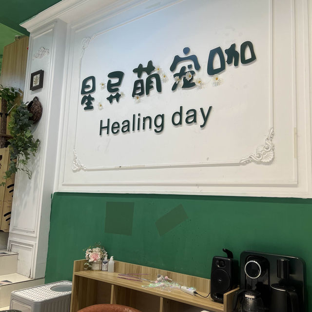 深圳可愛寵物咖❤️❤️❤️❤️