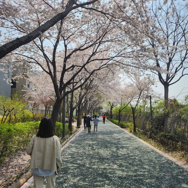 산책하며 즐기는 서울 벚꽃축제, 중랑천 벚꽃길❤️