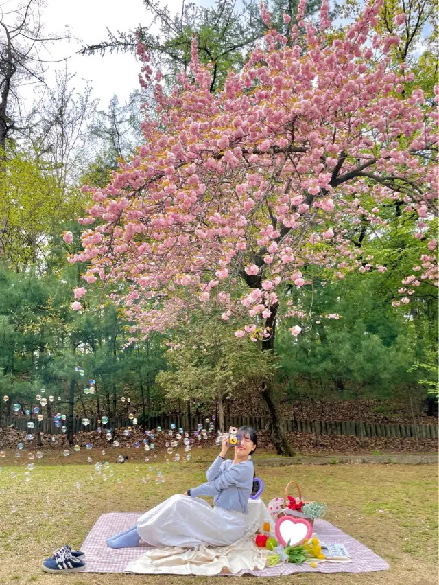 지금 서울에서 가장 예쁜 겹벚꽃 피크닉 스팟🌸