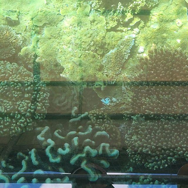 開恩茲大堡礁