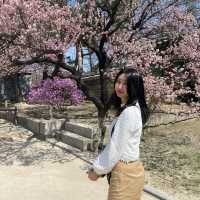 봄에는 창경궁💗 홍매화 보러 오세요🌸