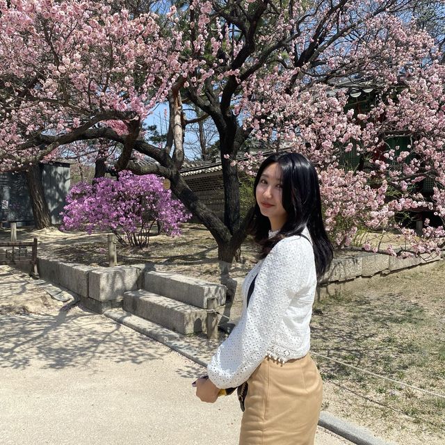 봄에는 창경궁💗 홍매화 보러 오세요🌸