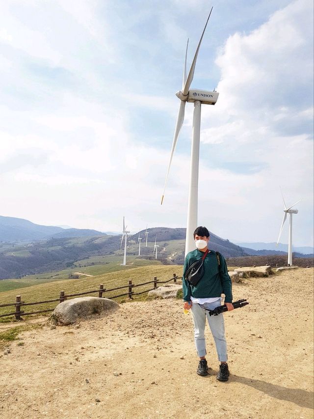 바람이 어마무시! 평창 대관령 삼양목장🐏
