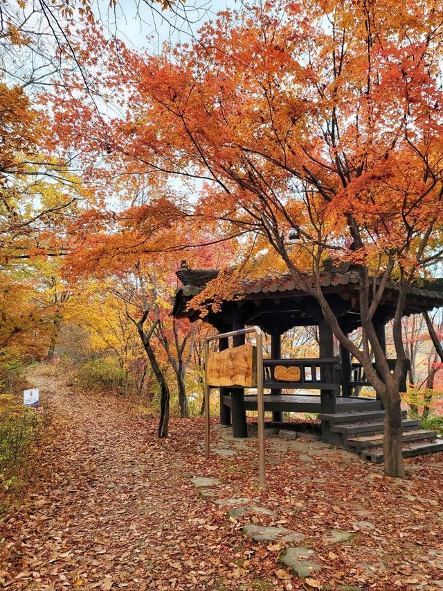 10월을 물들이는 단풍천국 태백 철암단풍군락지🍁