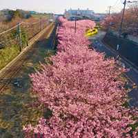 三浦海岸の河津桜に一足早い春を探す旅