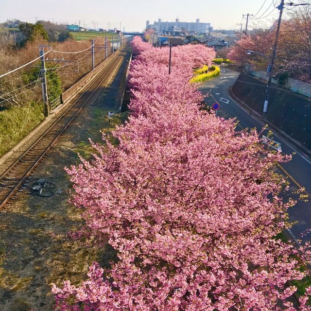 三浦海岸の河津桜に一足早い春を探す旅