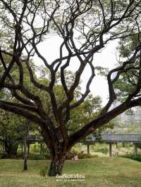 พามาเดินเล่นที่สวนเบญจกิติ สวนป่าใจกลางกรุง🌳🌱