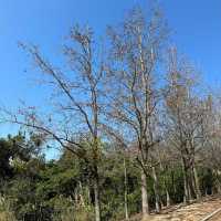 大欖涌郊野公園,千島湖一遊