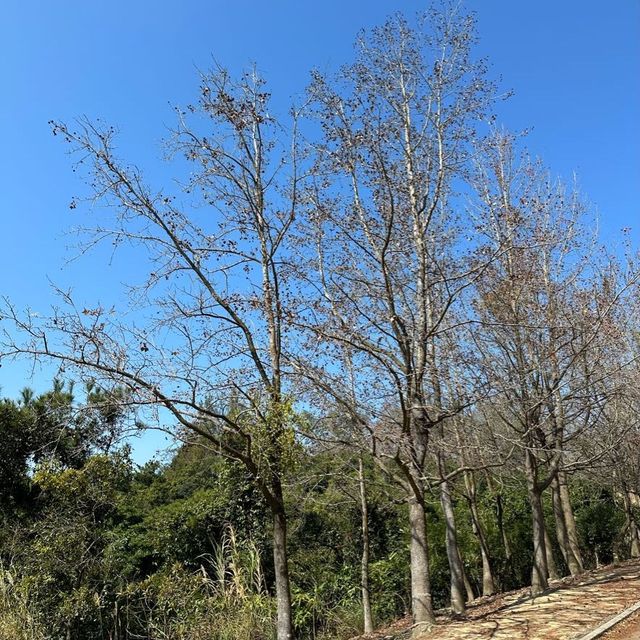 大欖涌郊野公園，千島湖一遊