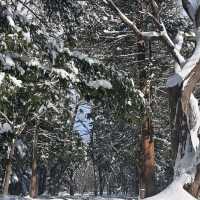 雪季節分祭北海道神宮