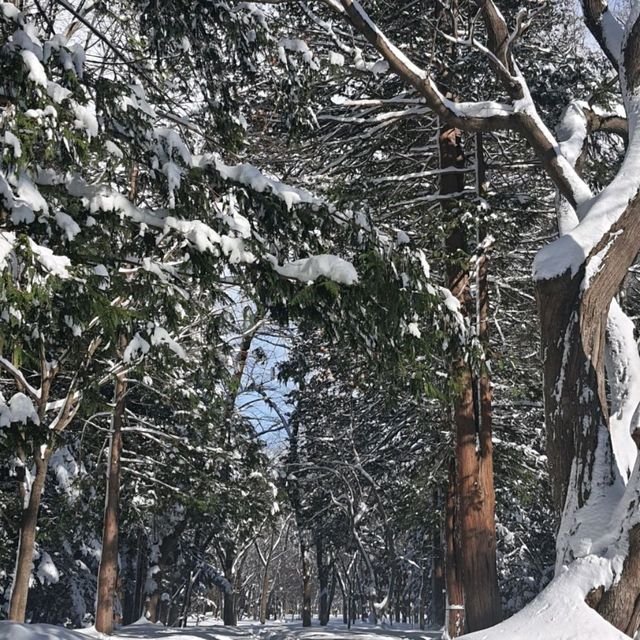 雪季節分祭北海道神宮