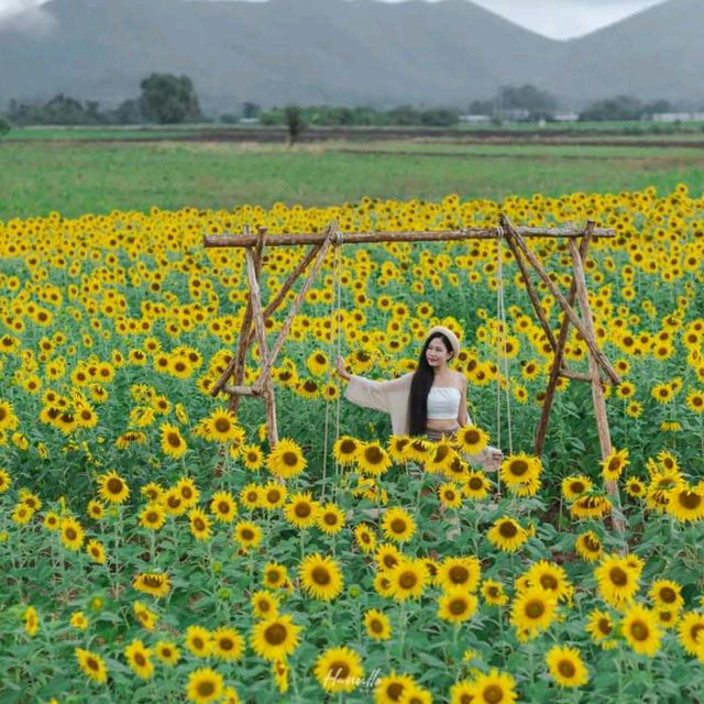 ทุ่งทานตะวัน เขาจีนแล วิวสวย มุมถ่ายรูปเพียบ